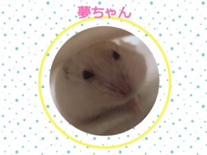 夢ちゃん おざわ動物病院